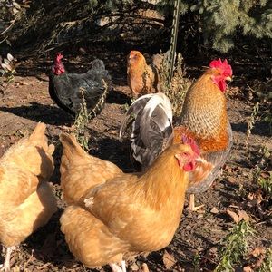 Meet your Posher, Julie